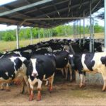 Woman's Success In Dairy Farming