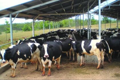 Woman's Success In Dairy Farming