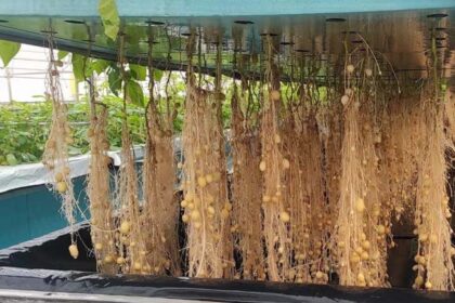 Aeroponic Farming