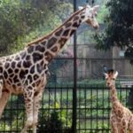 Alipore Zoological Park Kolkata