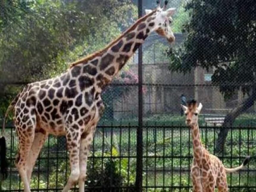 Alipore Zoological Park Kolkata