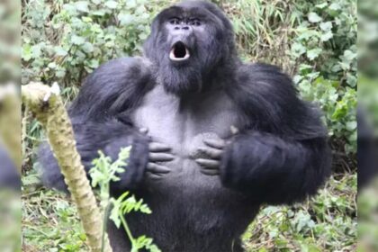 Gorilla