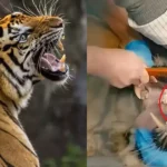 Viral Tiger Video