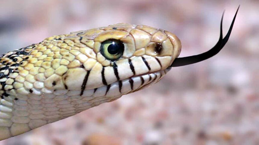Snake Make a 'Shhh' Sound