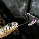 Snake is More DangerousL