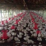 Poultry Farm Update