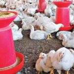 Poultry Farm Benefit