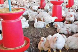 Poultry Farm Benefit