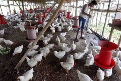 Poultry Farming