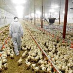 Poultry Farm Business