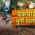 Backyard Poultry Farming