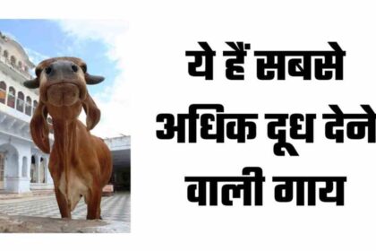 Rathi Cow