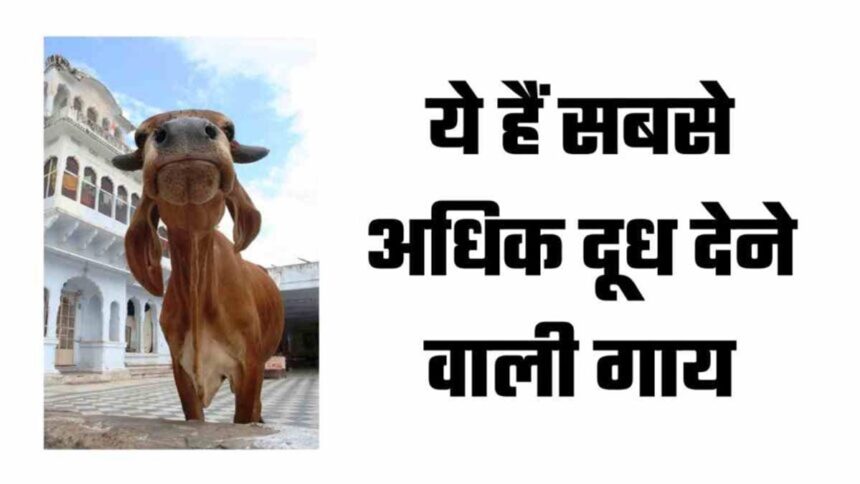 Rathi Cow