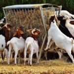 Goat Farming