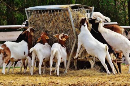 Goat Farming